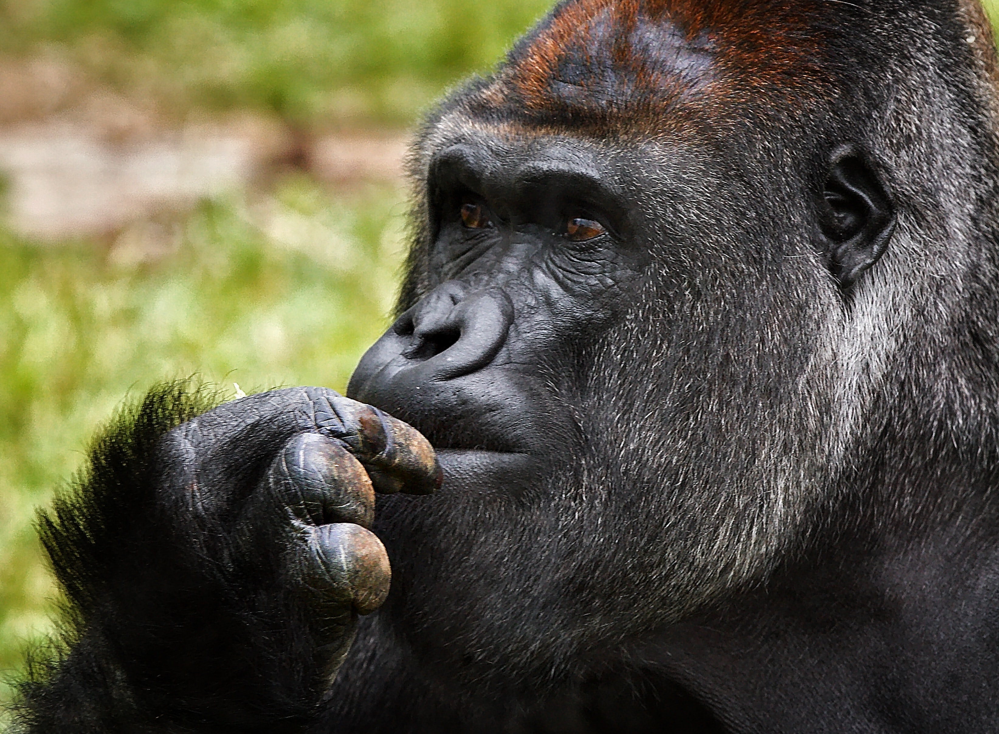 A gorilla looks thoughtful